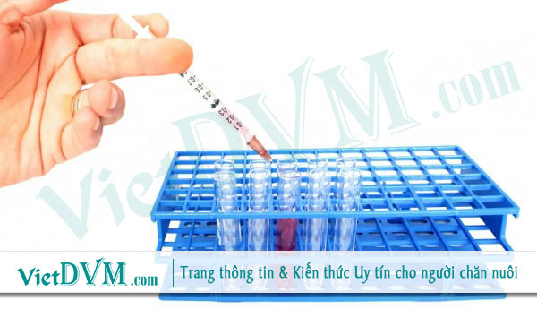 TẠI SAO ĐÃ LÀM VACCIN MÀ GÀ VẪN BỊ BỆNH?