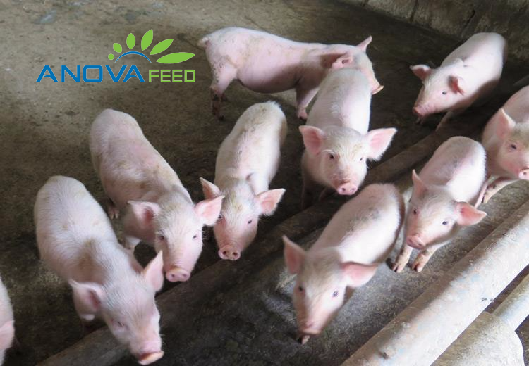 Giá thịt lợn bất ngờ tăng mạnh khi dịch tả lợn Châu Phi được kiểm soát