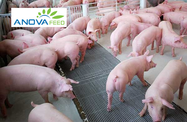 ANOVA FEED: Thêm địa phương công bố hết dịch tả heo Châu Phi, giá thịt heo tiếp tục tăng