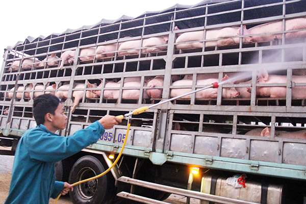 Dịch tả heo châu Phi xuất hiện ở Đồng Nai - Tin đồn thất thiệt !