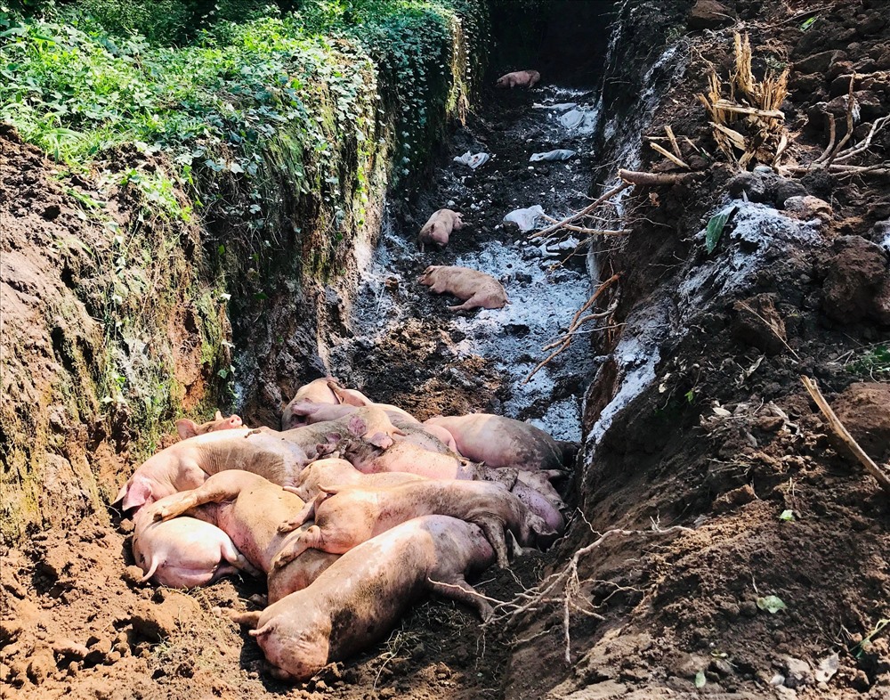 Dịch tả lợn châu Phi tấn công Bình Dương, chôn hủy 1.000 con lợn