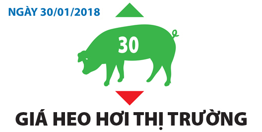 Giá heo hơi thị trường - Ngày 30/01/2018