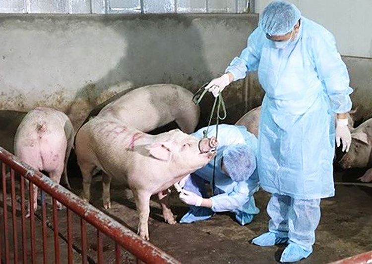 Bộ Khoa học Công nghệ duyệt dự án sản xuất vắcxin tả lợn châu Phi