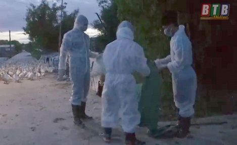 Kiến Xương (Thái Bình): Tiêu hủy 1.025 con gia cầm do mắc dịch cúm tuýp A/H5N6