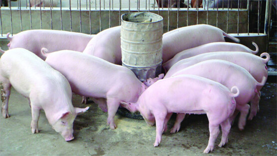 “Giải cứu” thịt lợn trong dân: Giá thịt lợn hơi đã tăng lên
