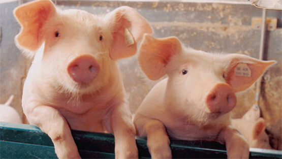 Cơ hội xuất khẩu hàng nghìn tấn thịt lợn sang Hàn Quốc