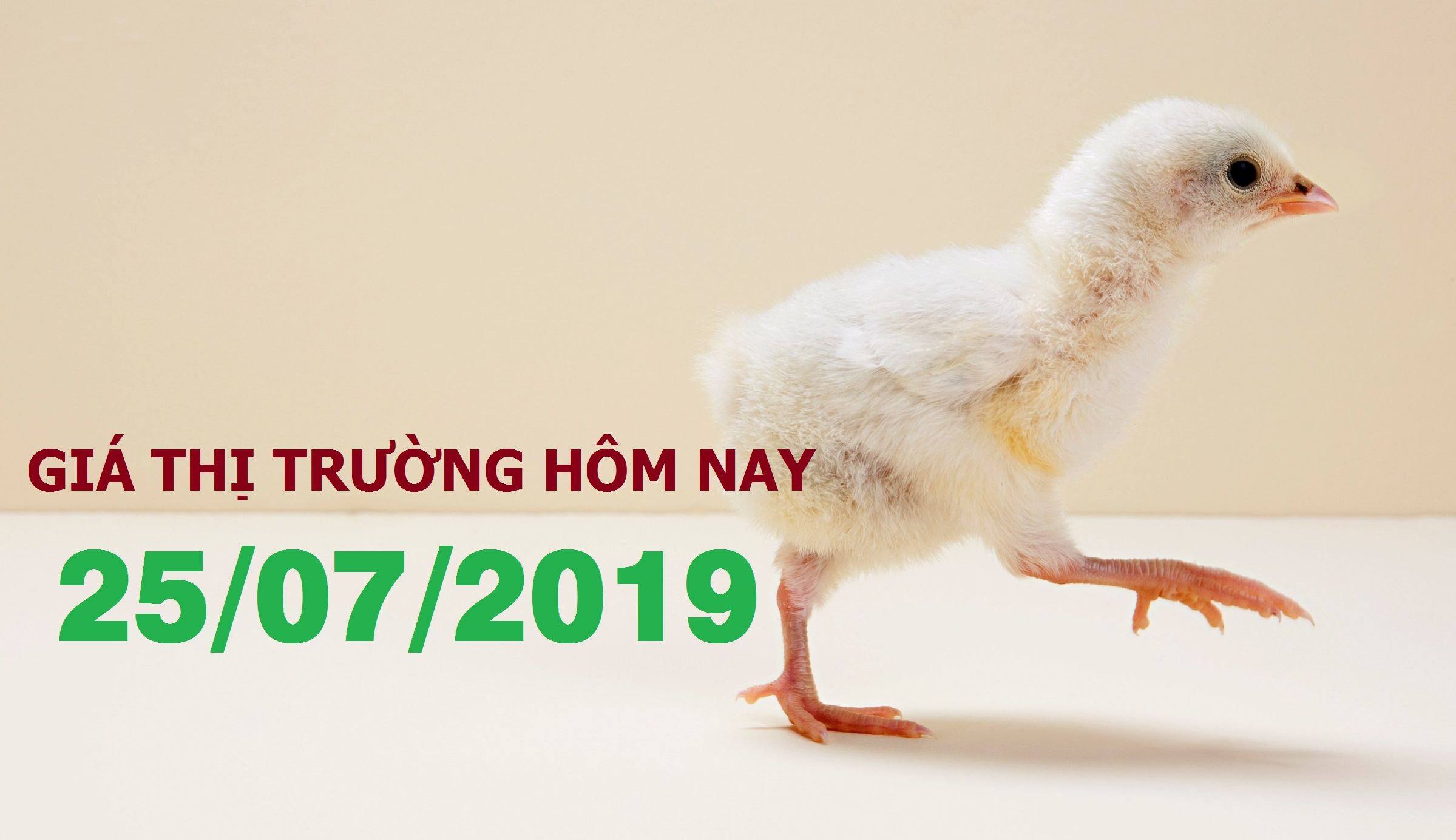 Anova Feed – Tây Nam Bộ giảm giá đồng loạt - Giá thị trường ngày 25/7