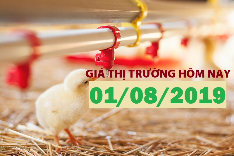 Anova Feed – Miền Bắc bắt đầu tăng tốc - Giá thị trường ngày 01/08