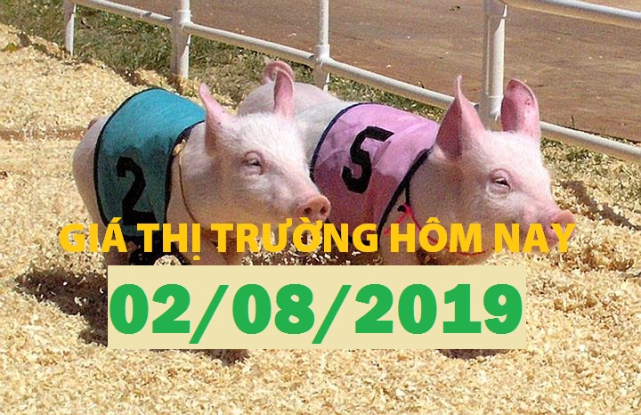 Anova Feed – Miền Bắc nhộn nhịp, miền Nam ảm đạm - Giá thị trường ngày 02/08