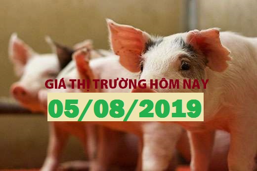 Anova Feed – Khoảng cách giá heo Nam Bắc vẫn đang rất lớn - Giá thị trường ngày 05/08