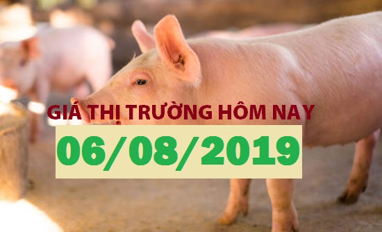 Anova Feed – Giá heo chuyển biến tích cực trên cả nước - Giá thị trường ngày 06/08