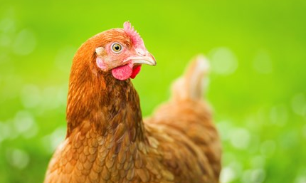 Nhìn lại tình hình chăn nuôi tháng 7/2019: Dự báo trứng và sản phẩm gà tăng giá?