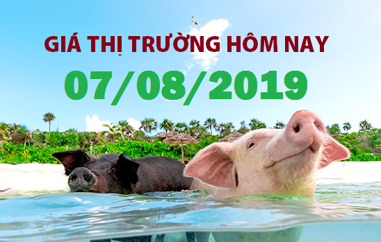 Anova Feed – Giá heo tăng vọt - Giá thị trường ngày 07/08