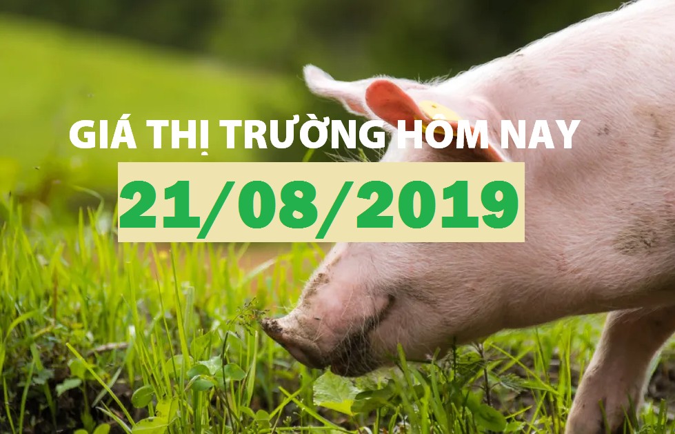 Anova Feed – Điểm sáng miền Nam, bà con chăn nuôi phấn khởi - Giá thị trường ngày 21/08