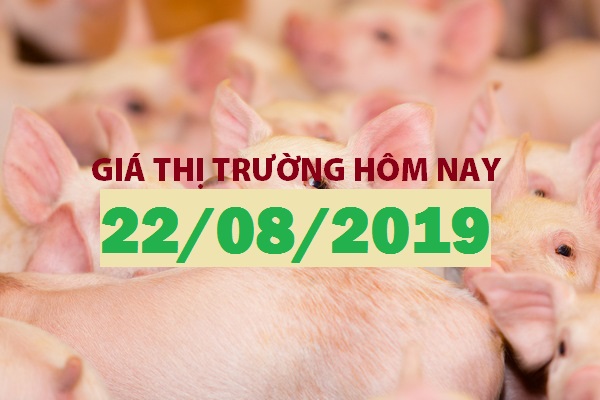 Anova Feed – Thị trường chuyển biến chậm, giá heo đang chững lại - Giá thị trường ngày 22/08