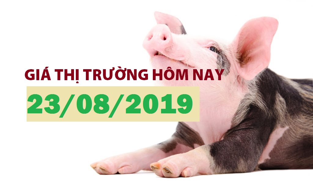 Anova Feed – Heo đang khan hiếm nhưng giá vẫn cầm chừng - Giá thị trường ngày 23/08