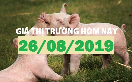 Anova Feed – Heo tăng giá, nông dân tranh thủ xuất chuồng - Giá thị trường ngày 26/08