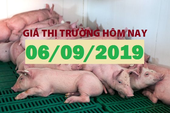 Anova Feed – Giá heo miền Bắc đã có nơi đạt 52.000 đ/kg - Giá thị trường ngày 06/09