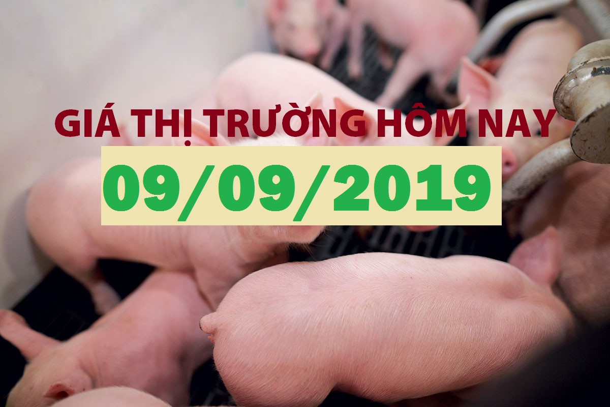 Anova Feed – Miền Nam tăng tốc - Giá thị trường ngày 09/09