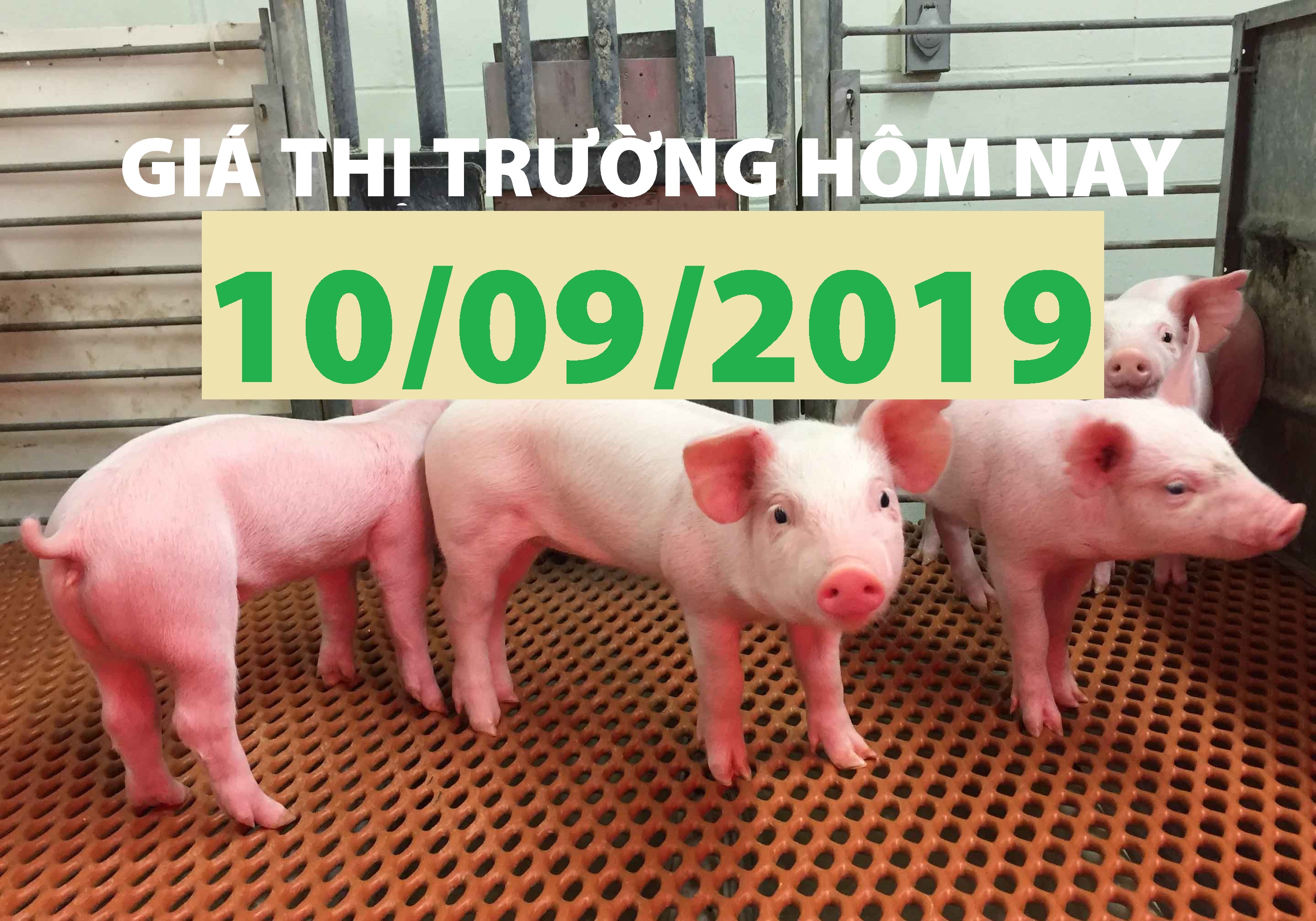 Anova Feed – Tiếp tục chờ đợi thông tin mới - Giá thị trường ngày 10/09