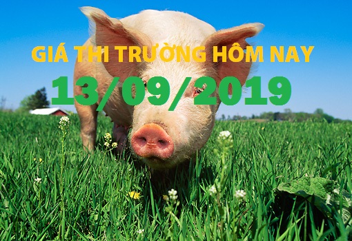 Anova Feed – Qua nửa tháng 9, giá heo vẫn chưa có biến động - Giá thị trường ngày 13/09