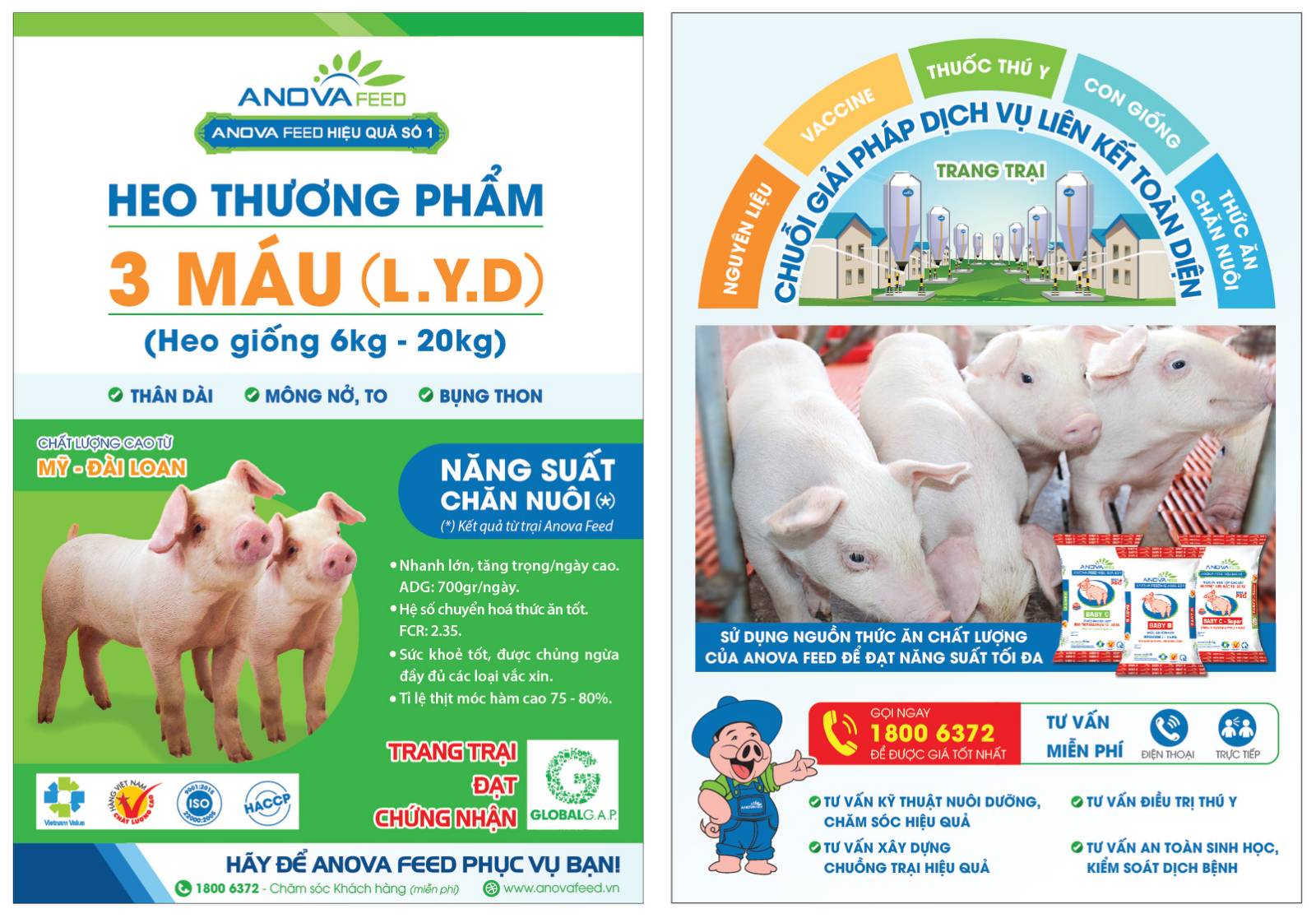 Heo giống thương phẩm trọng lượng 6-20 kg