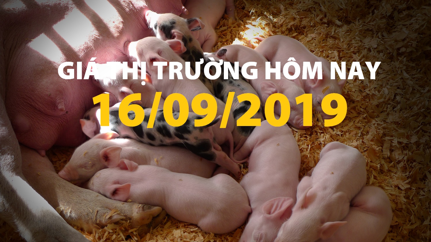 Anova Feed – Giá heo chuyển biến chậm, miền Bắc có vài nơi giảm nhẹ - Giá thị trường ngày 16/09