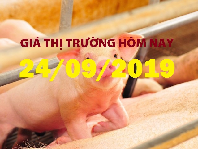 Anova Feed – Giá heo Trung Quốc đang cao gấp đôi Việt Nam - Giá thị trường ngày 24/09