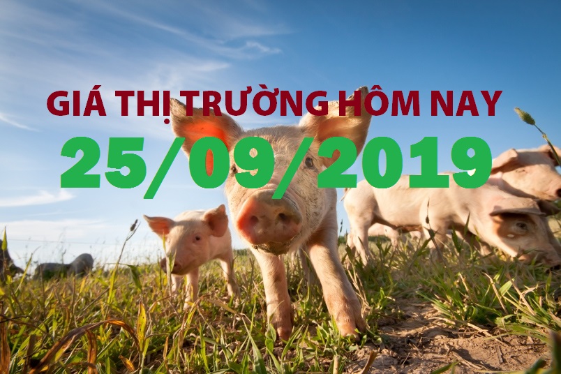 Anova Feed – Miền Nam đón nhận tin tăng giá mới - Giá thị trường ngày 25/09