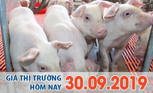 Anova Feed – Heo hơi quay trở lại mức giá 50.000 đ/kg, và sẽ tăng cao hơn nữa? - Giá thị trường ngày 30/09