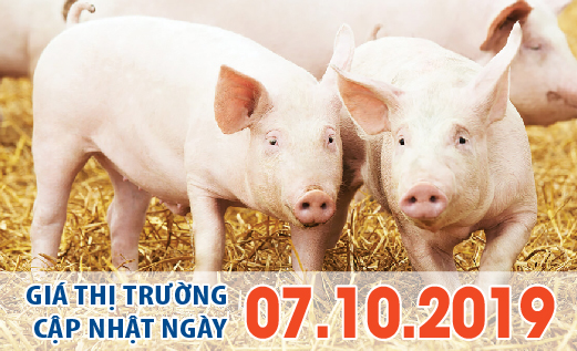 Anova Feed – Tăng mạnh cuối tuần, giá heo đã san bằng kỷ lục năm 2018 - Giá thị trường ngày 07/10