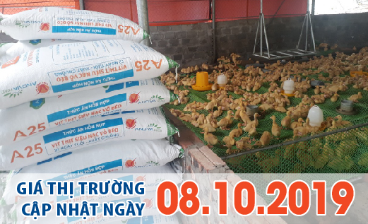 Anova Feed – Heo hơi xô đổ kỷ lục, chính thức đạt ngưỡng 60.000 đ/kg- Giá thị trường ngày 08/10