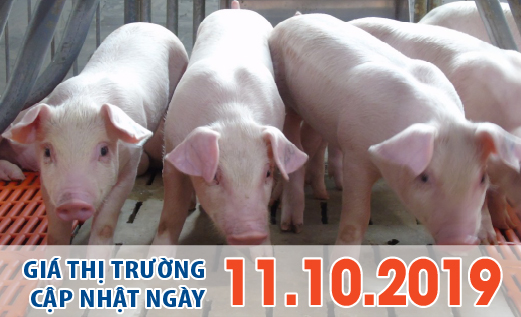 Anova Feed – Mặt bằng được thiết lập, giá heo đang có xu hướng ổn định - Giá thị trường ngày 11/10