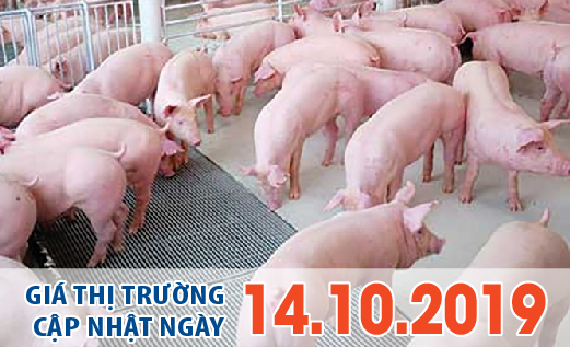 Anova Feed – Heo hơi tăng mạnh ở miền Nam và miền Trung, miền Bắc đứng giá