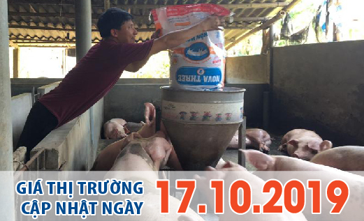 Anova Feed – Giá heo vẫn giảm nhẹ ở miền Bắc, ổn định ở 2 miền Trung - Nam