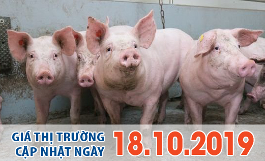 Anova Feed – Heo hơi phía Nam giảm mạnh, có hay không heo Thái Lan vào Việt Nam?