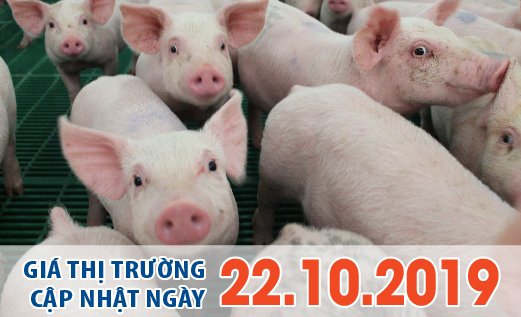 Anova Feed – Dừng đà giảm, giá heo được dự báo sẽ tiếp tục tăng dịp cuối năm