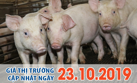 Anova Feed – Giá heo tăng nhẹ trở lại ở miền Bắc, miền Nam tiếp tục giảm