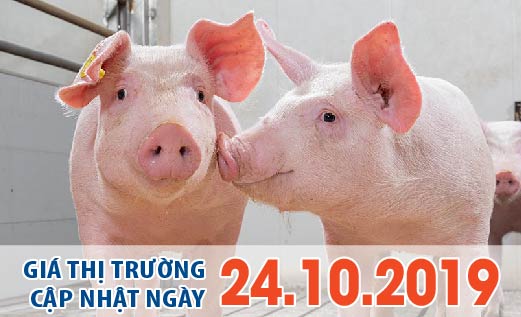 Anova Feed – Vẫn có hàng ngàn heo được đưa vào Việt Nam qua con đường Campuchia mỗi ngày