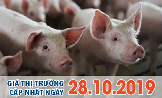 Anova Feed – Giá heo đầu tuần tăng nhẹ, heo nhỏ cân cũng đắt hàng vì khan hiếm