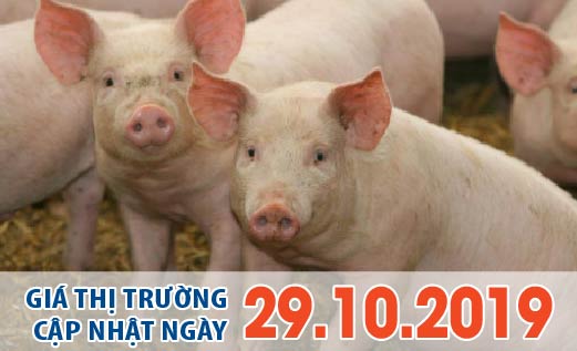 Anova Feed –  Thị trường heo hơi bắt đầu nóng, Nam Bắc cùng tăng giá