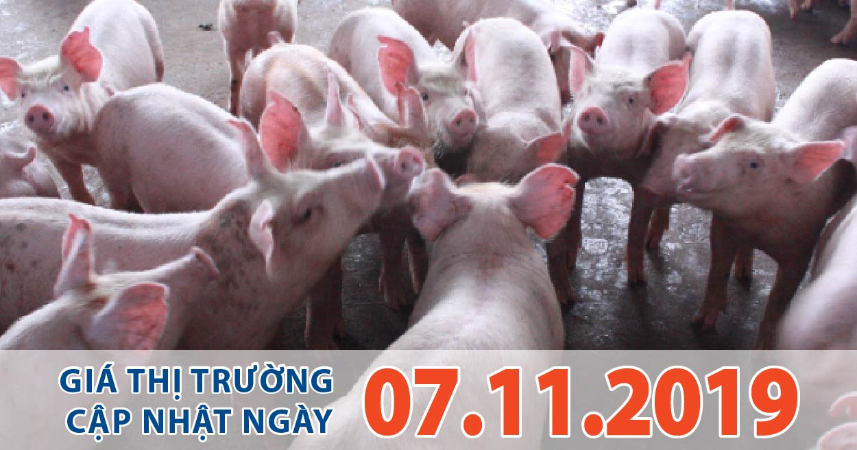 Anova Feed – Giá heo tiếp tục tăng thêm 1.000 đ/kg và chắc chắn chưa dừng lại