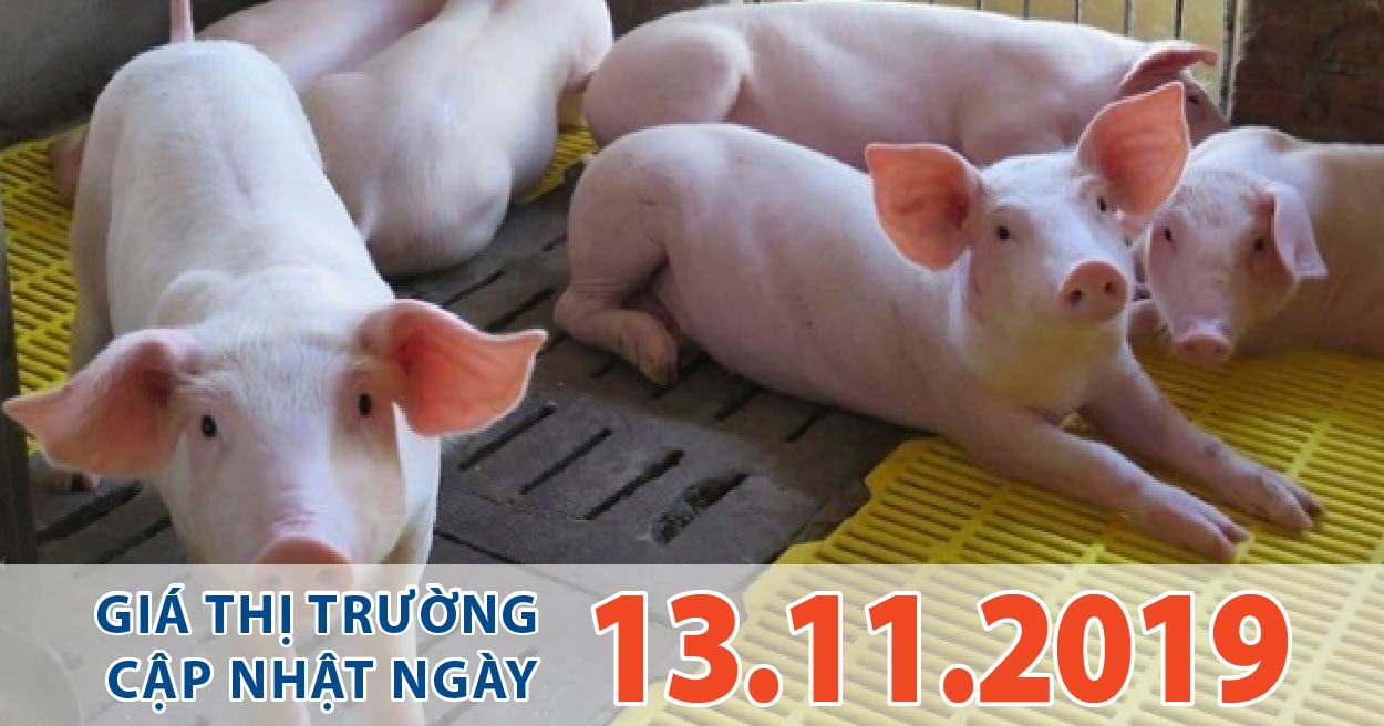 Anova Feed – Tăng thêm 1.000 đ/kg ở phía Bắc, giá heo đã rất gần 80.000 đ/kg