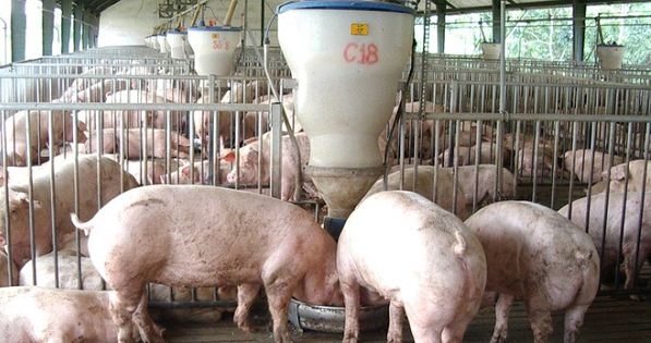 Hỗ trợ tiền, xem xét xóa nợ cho cơ sở chăn nuôi lợn bị ASF