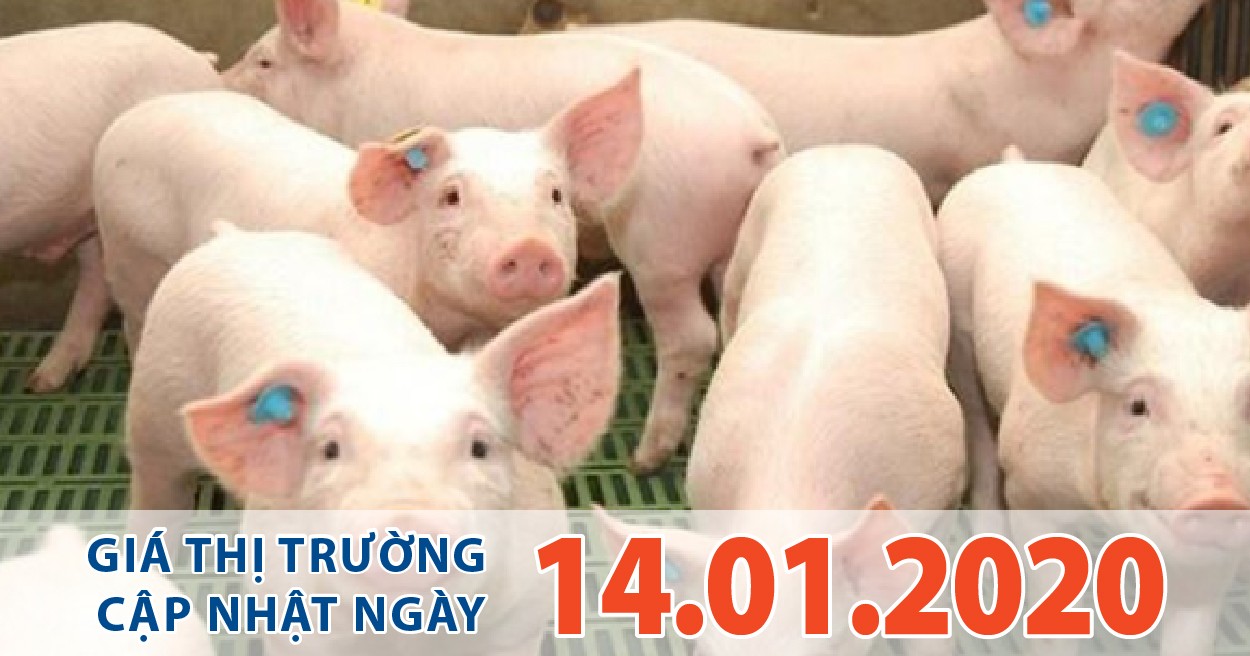 Anova Feed – Heo trong nước duy trì giá cao, khó tăng lên 100.000 đ/kg