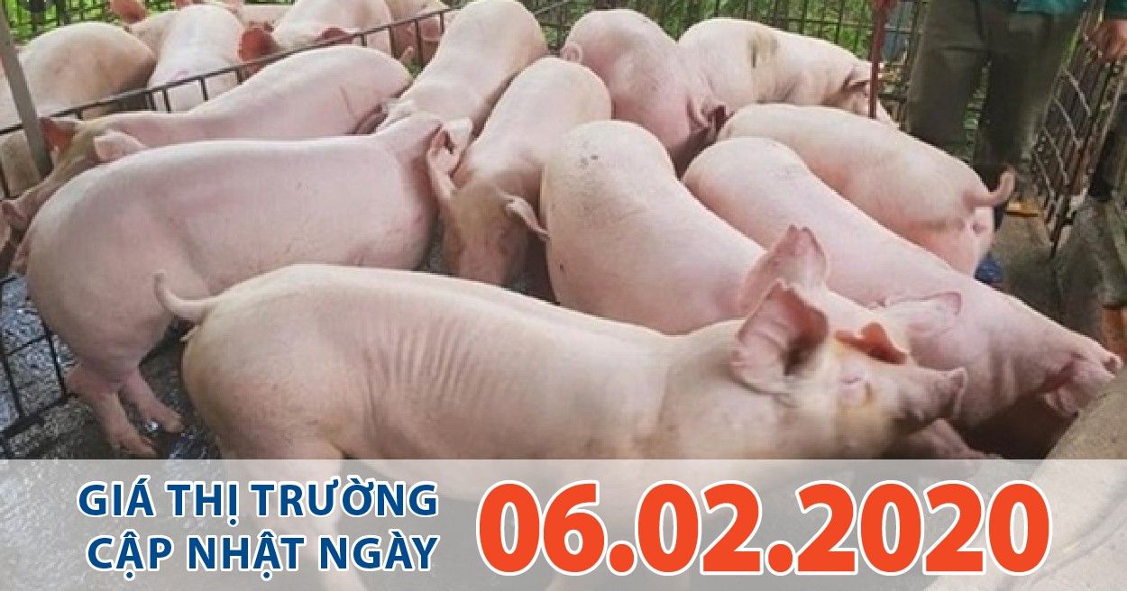 Anova Feed – Bật tăng trở lại, nhiều nơi cán mốc 85.000 đ/kg – 86.000 đ/kg