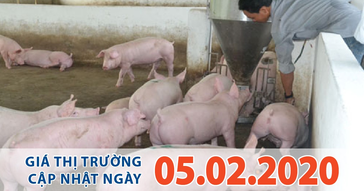 Anova Feed – Giá heo tiếp tục giảm nhẹ vài nơi