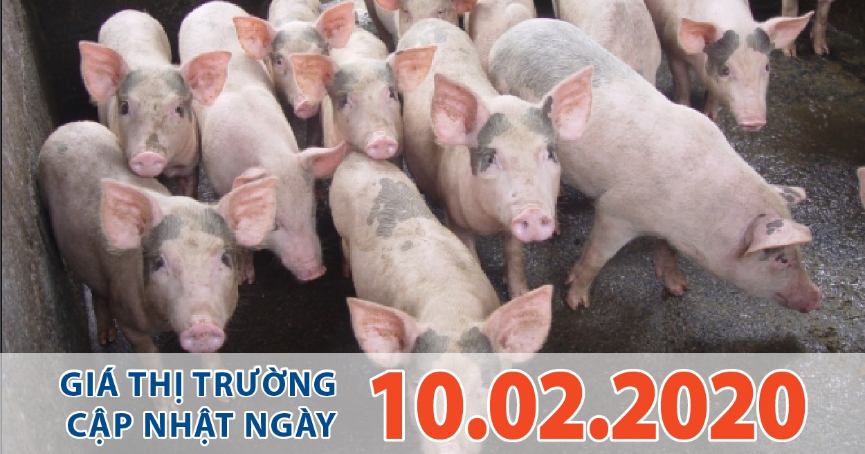 Anova Feed - Các công ty chăn nuôi lớn giảm giá heo thịt xuống dưới 80.000 đ/kg