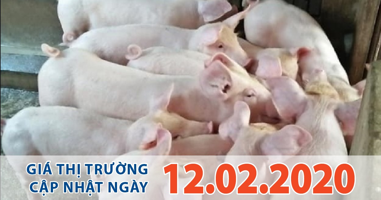 Anova Feed - Công ty chăn nuôi lớn tiếp tục giảm giá, nhiều nơi giá heo chỉ còn 7X