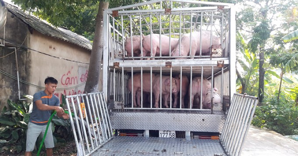 Doanh nghiệp chăn nuôi lớn đồng lòng giảm sâu giá lợn hơi